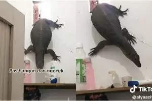 Lihat biawak jumbo masuk kamar mandi dari ventilasi, reaksi wanita ini nggak kayak cewek pada umumnya