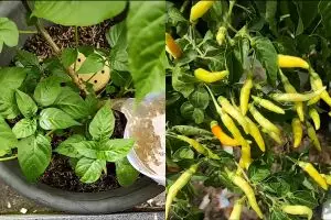 Bisa bikin buahnya kecil, ini cara mudah atasi daun tanaman cabai yang keriting bermodal 3 bahan dapur