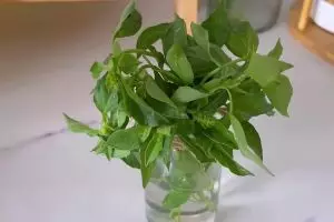 Bukan direndam air, ini cara simpan daun kemangi antilayu dan tetap hijau hingga 1 minggu 