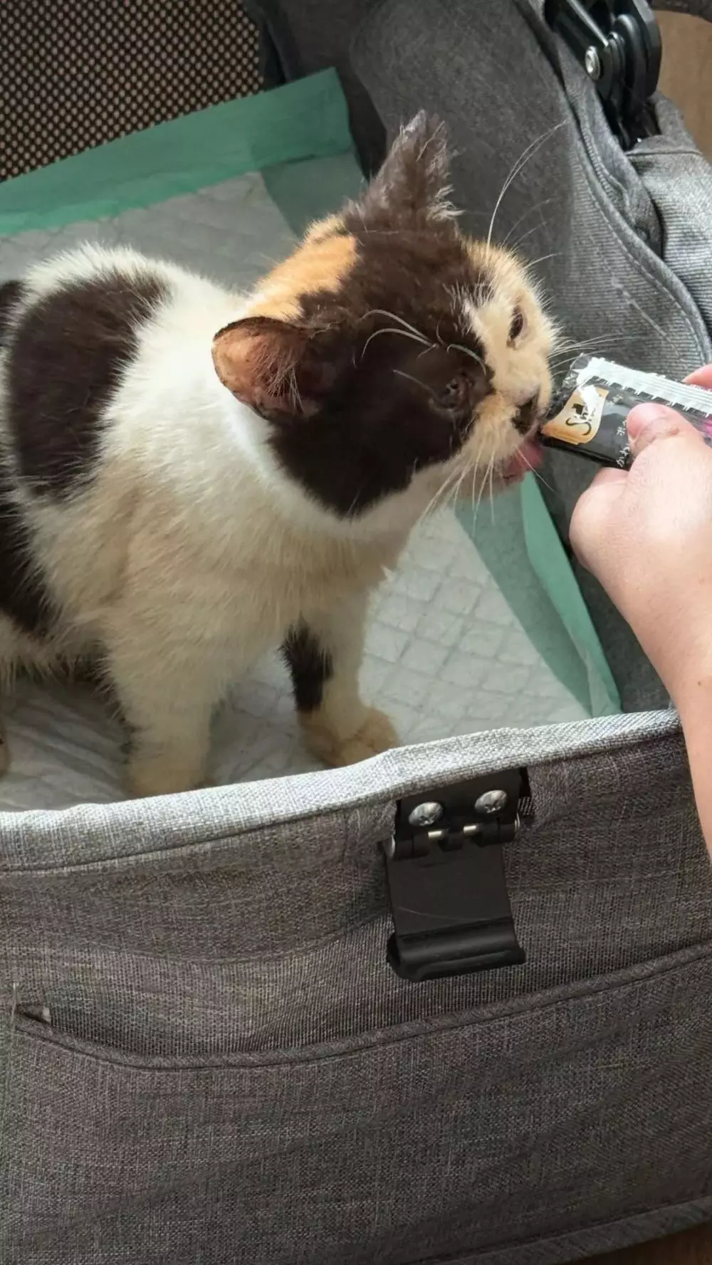 Kronologi Sherina Munaf selamatakan kucing Uya Kuya © 2025 brilio.net