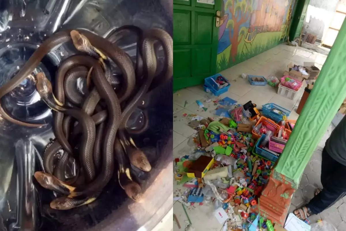 Bikin bulu bergidik! Momen guru TK bersihkan sekolah saat libur semester ini malah nemu 14 ular kobra