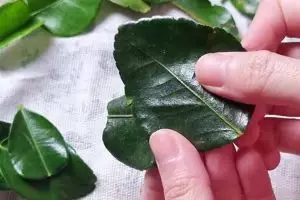 Nggak perlu plastik, ini rahasia daun jeruk awet berminggu-minggu tanpa layu dan tetap beraroma segar