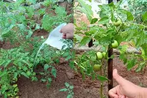 Dapat trik dari tukang kebun, tanaman tomat auto cepat berbuah jika diberi 2 bahan dapur ini