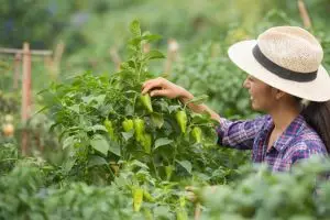 Dianggap sepele, ternyata sampah dapur ini bisa bikin tanaman cabai terhindar dari hama ulat dan siput