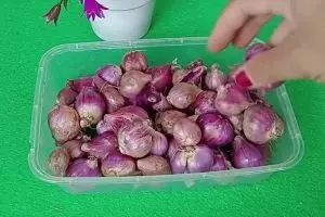 Bawang merah cepat busuk dan berlendir saat disimpan di kulkas? Taburkan 1 minuman ini biar lebih awet