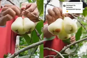 Punya pohon jambu air tapi tak kunjung berbuah, coba gunakan pupuk alami dari 1 bahan makanan ini