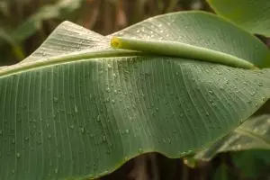 Pakar IPB ungkap fakta di balik lapisan putih daun pisang aman atau nggak, lengkap cara melenturkan