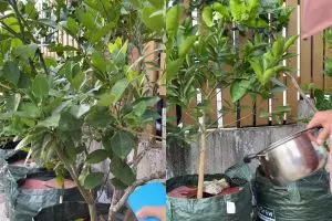 Modal Rp0, ini rahasia membuat pohon jeruk nipis berbuah lebat meski tanpa pupuk mahal