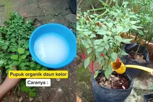 Ternyata daun kelor bisa jadi pupuk organik untuk lebatkan buah di tanaman cabai, begini cara pakainya