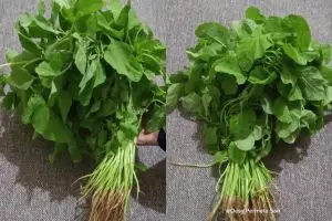 Ternyata sayur bayam bisa antilayu hingga seminggu, pakai cara ini lebih praktis tanpa direndam air