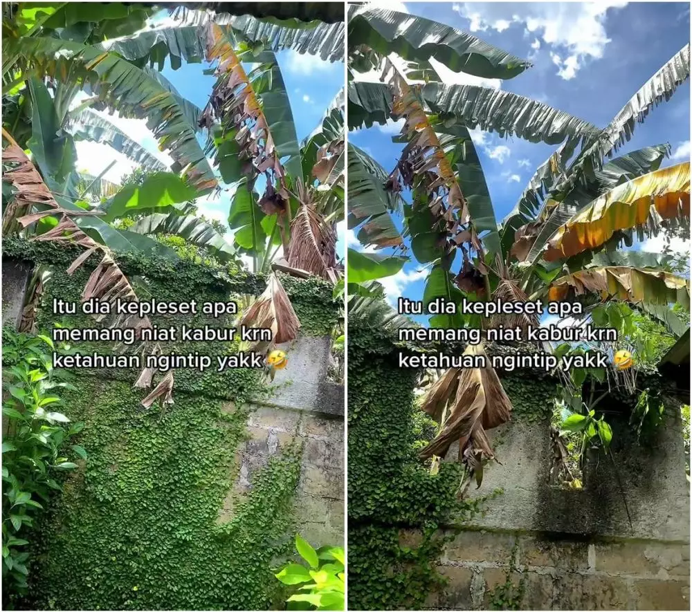 biawak ngintip di genting © TikTok biawak ngintip di genting © TikTok