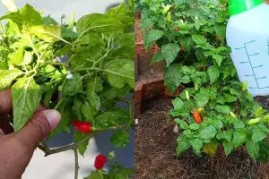 Jangan dibiarkan! Kutu daun di tanaman cabai bisa bikin layu dan rontok, begini cara mengatasinya