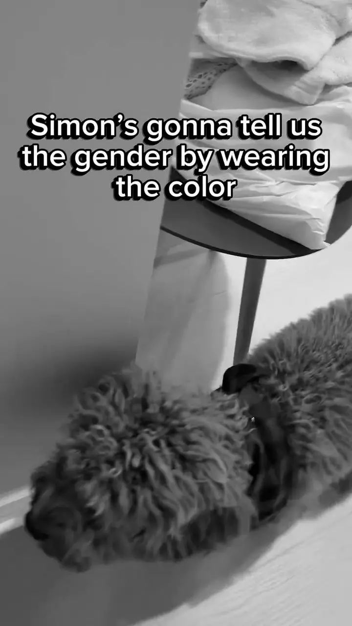 Gender reveal anak Aurelie Moeremans dan Tyler Bigenho © 2025 Instagram