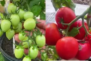 Ingin punya tanaman tomat yang bunganya antirontok dan berbuah lebat? Rahasianya di 3 bahan dapur ini