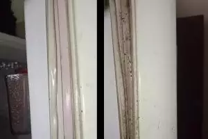 Karet pintu kulkas berjamur dan berkerak bisa auto bersih dalam sekali sikat, kuncinya di 1 bahan ini