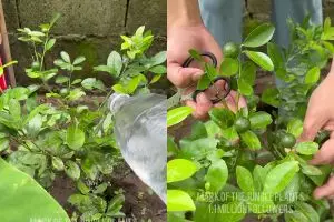 Tak perlu racikan pupuk mahal, bumbu dapur ini ternyata ampuh bikin tanaman jeruk nipis berbuah lebat