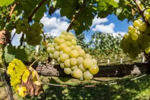 Pupuk POC dari 2 bahan dapur ini bikin tanaman anggur langsung berbuah lebat, begini cara buatnya