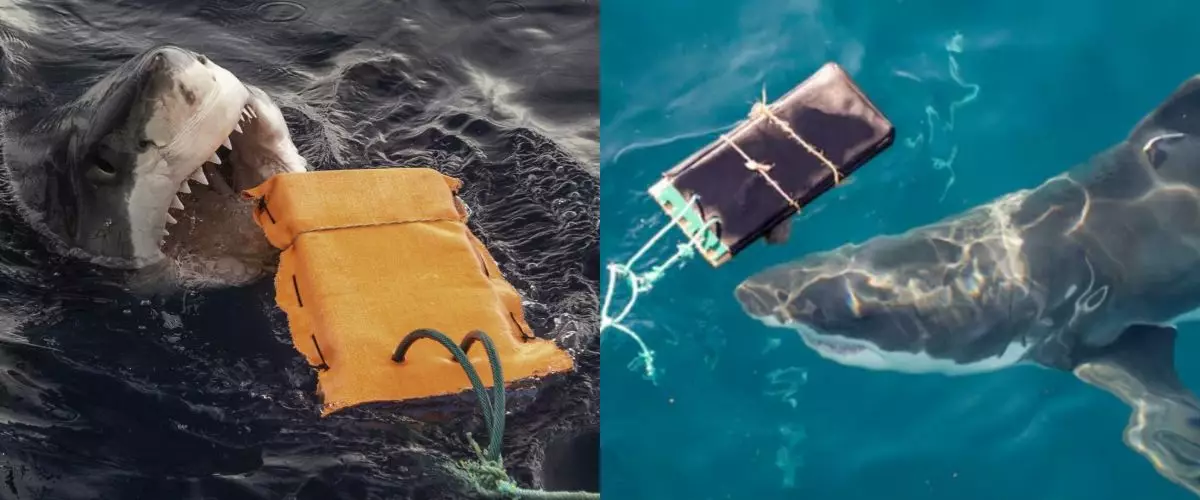 Peneliti Australia ungkap material baju selam canggih yang tahan gigitan hiu, berani coba?