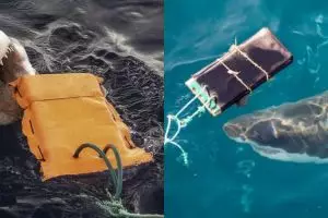 Peneliti Australia ungkap material baju selam canggih yang tahan gigitan hiu, berani coba?