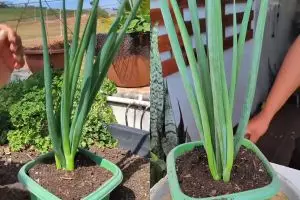 Cara ampuh mencegah hama ulat di tanaman daun bawang, cukup gunakan 1 ampas minuman ini