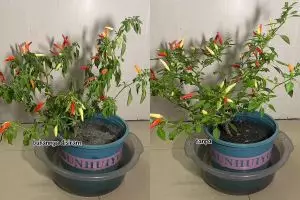 Pohon cabai yang layu dan hampir kering tak perlu diberi pupuk, cukup rendam di 1 bahan dapur ini