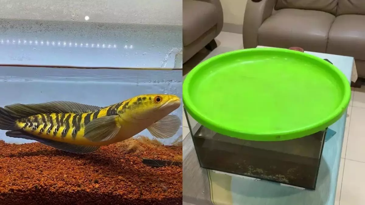 Day 1 pelihara ikan predator, pria ini dibuat keliling rumahnya sendiri selama 2 jam gegara ikan chana