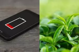 Daun teh bisa 'sembuhkan' baterai HP yang sudah rusak? Studi ini ungkap rahasianya