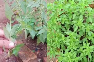 Ingin tanam kemangi di rumah? 1 bahan dapur ini ampuh merangsang pertumbuhan akar agar cepat panen