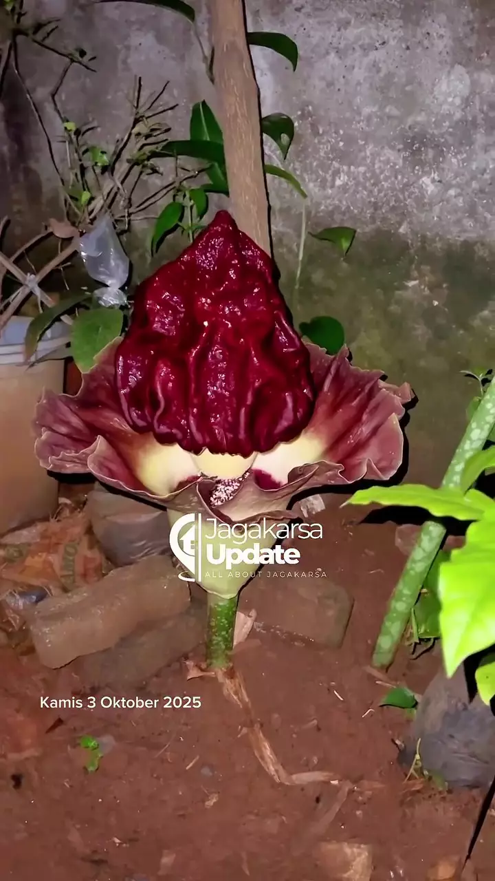 penemuan bunga bangkai di jagakarsa © 2025 Instagram penemuan bunga bangkai di jagakarsa © 2025 Instagram