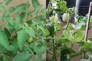 Bukan pakai sabun dan minyak goreng, 1 rempah dapur ini ampuh usir kutu putih di tanaman tomat