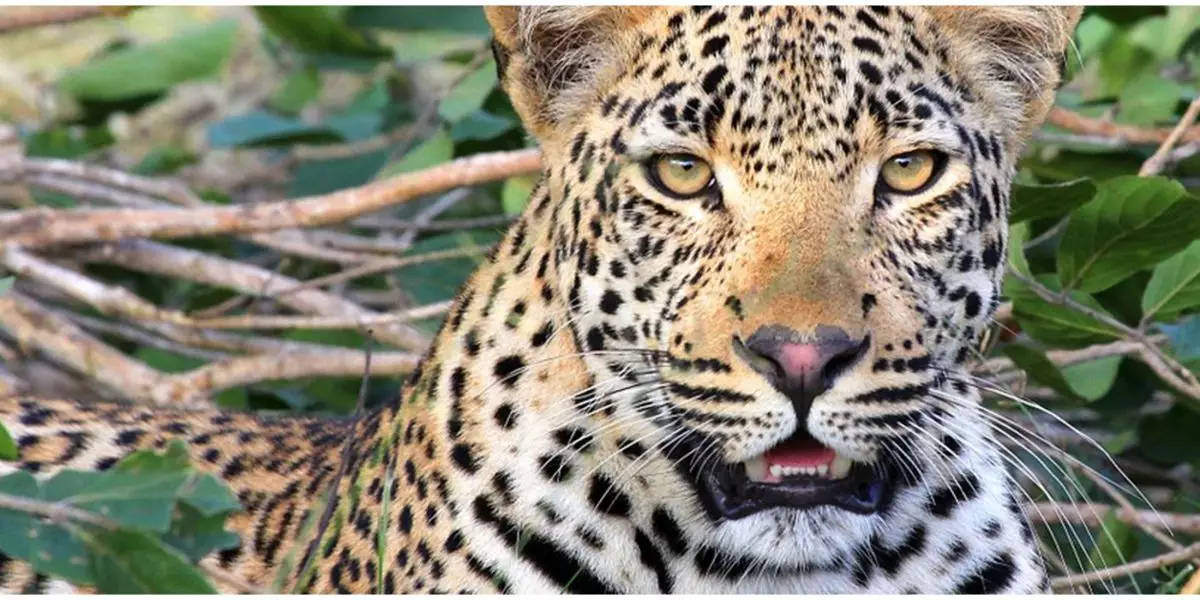 Viral macan tutul masuk hotel di Bandung, evakuasi dramatis makan waktu 3 jam