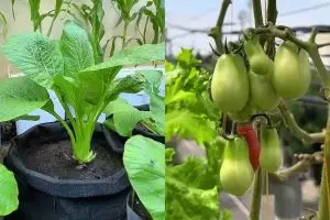 Cara mudah mengolah nasi basi jadi pupuk tanaman, bikin buah auto lebat dan tak mudah rontok