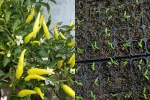 Trik agar bibit pohon cabai cepat tumbuh dan berbuah lebat tanpa terserang siput, modal 1 bahan dapur