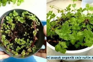 Jangan asal, ini cara merawat daun mint agar tak mudah kering atau layu pakai pupuk dari 1 bahan dapur
