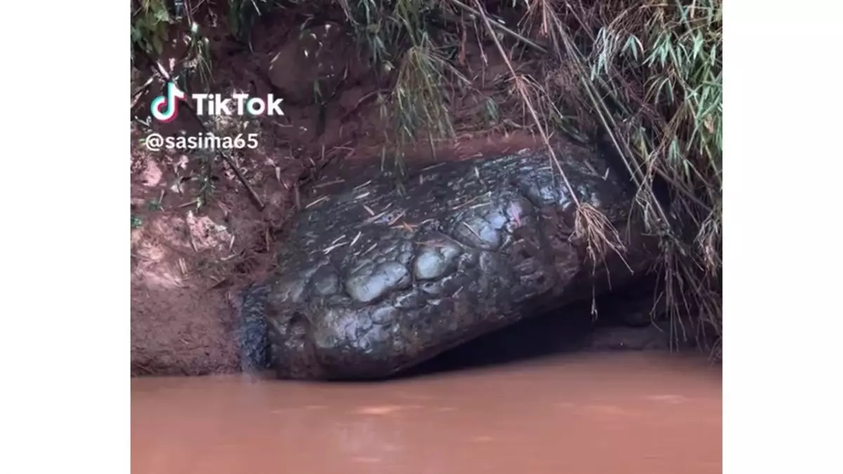 Viral batu di tepi sungai ini disebut mirip ular raksasa, penampakannya bikin bergidik tapi penasaran