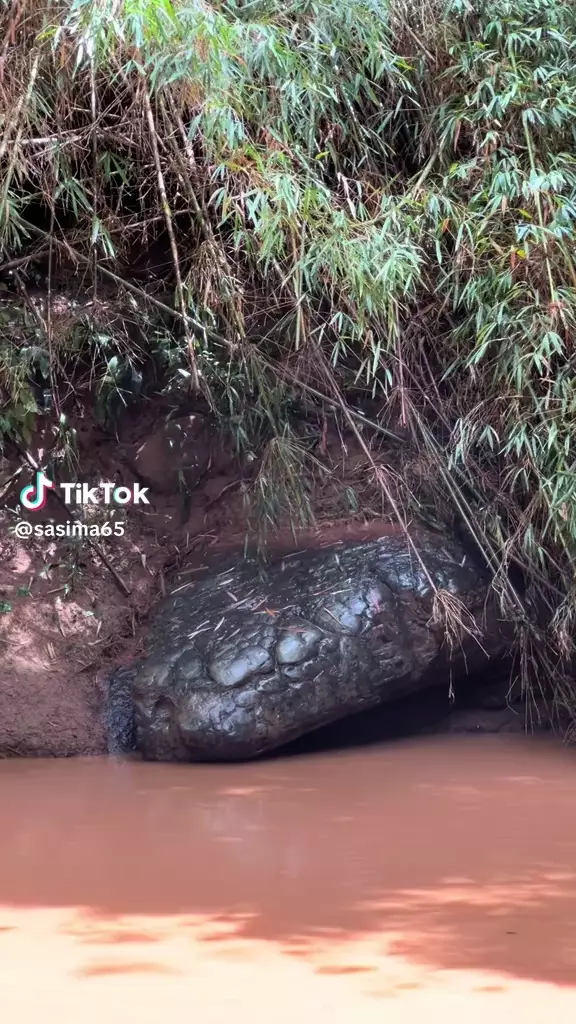 batu mirip ular raksasa © 2025 TikTok batu mirip ular raksasa © 2025 TikTok