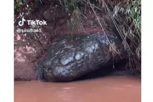 Viral batu di tepi sungai ini disebut mirip ular raksasa, penampakannya bikin bergidik tapi penasaran
