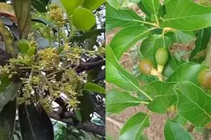 Trik memaksa pohon alpukat berbuah sepanjang musim, petani ini pakai air kelapa dan 1 ampas dapur