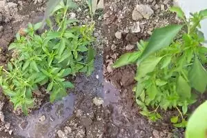 Jangan cuma pangkas bunga, ini trik agar tanaman kemangi rimbun dan tak kering pakai 2 bahan dapur