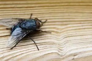 Dapat trik dari tukang sate, ternyata begini cara efektif basmi lalat tanpa semprotan serangga