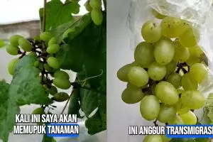 Ikan asin dan terasi jadi rahasia tanaman anggur berbuah lebat, begini cara efektif menggunakannya