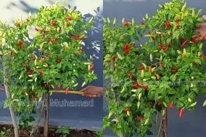 Tak perlu air cucian beras, ini cara melebatkan buah di tanaman cabai cuma dengan 3 tahap