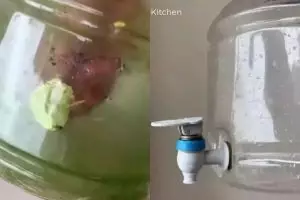 Dispenser air berlumut jijik? Cuma modal jeruk nipis & baking soda, auto bersih siap dipakai kembali