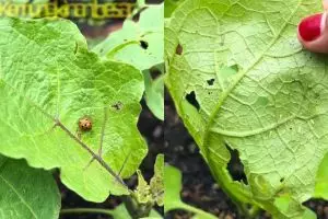 Tanaman terong penuh hama dan daunnya berlubang? Coba semprot dengan cairan ini biar sehat lagi