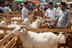 Kepala kambing auto bersih! Trik simple hilangin bulu tanpa dibakar, anti bau prengus