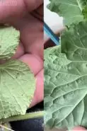 Tanaman di rumahmu penuh semut dan kutu? Jangan dibiarkan! Atasi dengan 2 jenis bawang ini biar subur