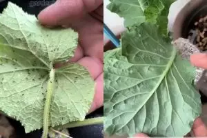 Tanaman di rumahmu penuh semut dan kutu? Jangan dibiarkan! Atasi dengan 2 jenis bawang ini biar subur