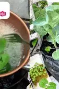 Tak biasa! Pria ini gunakan air rebusan mi untuk pupuk alami tanaman, ternyata begini manfaatnya
