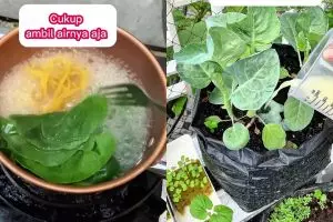 Tak biasa! Pria ini gunakan air rebusan mi untuk pupuk alami tanaman, ternyata begini manfaatnya