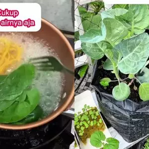 Tak biasa! Pria ini gunakan air rebusan mi untuk pupuk alami tanaman, ternyata begini manfaatnya